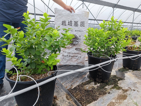 關(guān)于使用育苗基質(zhì)育苗過程中株型的控制